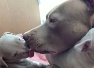 Mamma Pitbull lecca e coccola i propri dolcissimi cuccioli (VIDEO)