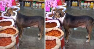 VIDEO: Mercante permette a un cucciolo randagio di mangiare i suoi prodotti