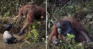Orango allunga la sua mano per salvare un uomo da un pozzo d’acqua