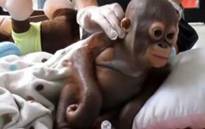 Dopo essere stato abbandonato, il piccolo bebè di orango piange appena lo toccano.