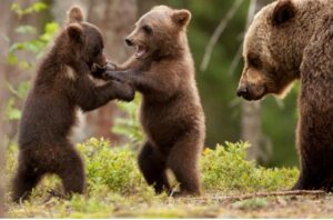 Un orsetto si è ricongiunto alla sua mamma nel parco d’Abruzzo. Unico evento in tutta Europa (VIDEO)