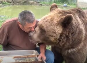 L’orso Leo mangia del miele che gli ha portato il suo amico umano Jim (VIDEO)