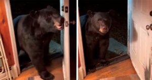 orso obbedisce alla proprietaria e chiude la porta