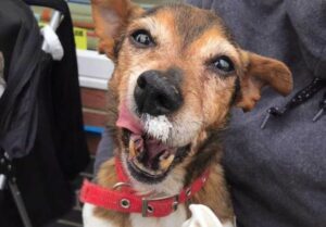 Casa di cura per cani è il luogo di conforto dei cani anziani destinati alla soppressione (VIDEO)