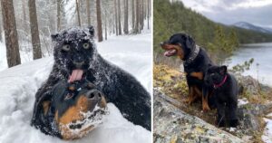 Pantera abbandonata viene adottata da un Rottweiler e diventano virali