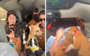 Il pilota deve viaggiare su un aereo pieno di cuccioli per salvarli