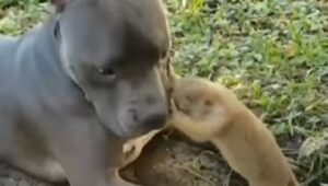 Pitbull cerca di attirare l’attenzione di un castoro impegnato a scavare (VIDEO)