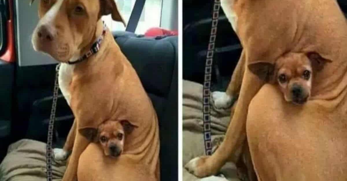 Pitbull viene adottato ma si rifiuta di andare via dal canile
