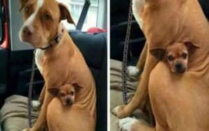 Pitbull viene adottato ma si rifiuta di andare via dal canile