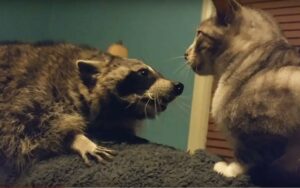 Un procione coccola un gatto, ma in realtà cerca dei bocconcini (VIDEO)