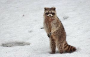 Il procione Freddie odia la neve e ritorna immediatamente a casa (VIDEO)