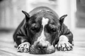 Considerati da alcuni ancora oggi pericolosi, sapete il ruolo che i pitbull avevano in passato
