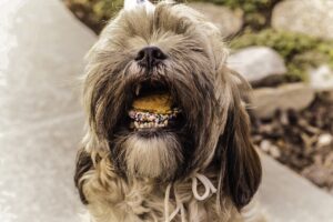 I sette cibi da non dare assolutamente al tuo cane