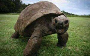Jonathan, la tartaruga più anziana del mondo, ha quasi 200 anni.