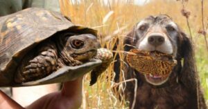 cani salvano tartarughe in via di estinzione