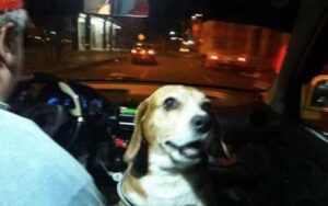 Cagnolina fedele lavora di notte come tassista con il papà per fornire un servizio di lusso