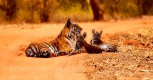 recupero di tigri in india raggiunge un traguardo storico