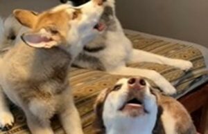 Tre rumorosi Husky rispondo alla domanda della loro mamma umana (VIDEO)