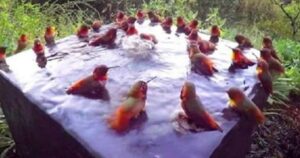 Telecamera registra 30 Colibrì che fanno il bagno e giocano divertiti