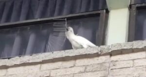 Cacatua distrugge il dispositivo anti uccello nell’edificio