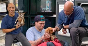 Veterinario si prende cura gratis degli animali senzatetto