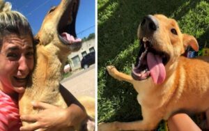 Cucciolo di cane scomparso per 100 giorni rincontra la sua mamma