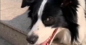 Border Collie ama giocare a pallavolo e a calcio; adora tutti gli sport (VIDEO)