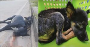 Il cucciolo si è addormentato sul marciapiede vegliando sulla mamma (VIDEO)