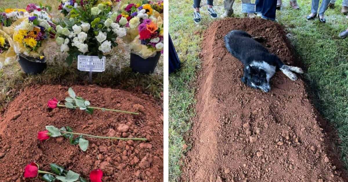 La cagnolina Ace in lutto non vuole lasciare la tomba del suo ...