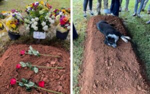 La cagnolina Ace in lutto non vuole lasciare la tomba del suo proprietario di 22 anni
