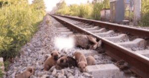 Salvano 6 poveri cuccioli sui binari del treno quando la loro mamma non c’è più