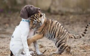 Cucciolo di tigre rifiutato dalla madre trova un migliore amico in un cucciolo