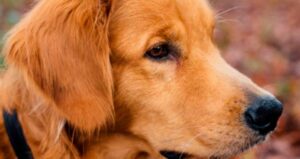 Golden Retriever Ellie cerca di combattere contro la propria ombra (VIDEO)