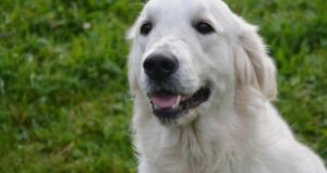 Golden Retriever Joey cerca di trattenere il suo amico umano a casa (VIDEO)