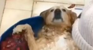 Golden Retriever adora fare il bagno mentre la proprietaria lo accarezza (VIDEO)
