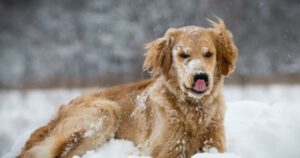 Golden Retriever adorano far cadere la neve accumulata sui rami degli alberi (VIDEO)