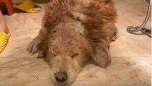 Golden Retriever buonissimo si fa lavare da cima a fondo dalla proprietaria (VIDEO)