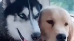 Golden Retriever è molto paziente con il fratello Husky (VIDEO)