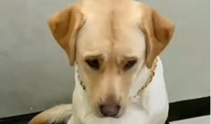 Labrador Retriever si indispone per uno scherzetto di cattivo gusto (VIDEO)