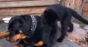 Un Rottweiler e Puma sono cresciuti insieme e si divertono insieme (VIDEO)