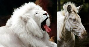 15 foto di animali albini che non hanno bisogno di altri colori per essere affascinanti