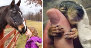 15 Foto che dimostrano che gli animali possono eliminare tutti i nostri problemi