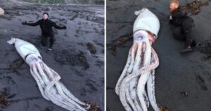 10 Foto di animali giganti che raramente sono visti dagli umani