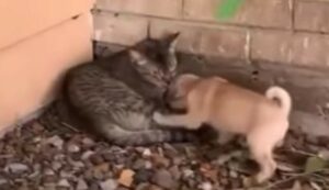 Un cagnolino adora il gatto che si trova in giardino; la dolcezza è unica (VIDEO)