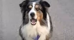 Il cagnolone Rush adora andare sullo skate insieme al suo proprietario (VIDEO)