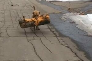 Un cagnolone fortissimo porta un tronco gigante con la forza dei denti (VIDEO)