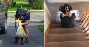 15 foto che dimostrano l'amore dei cani verso i loro proprietari