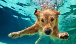 Cane cade in piscina ma viene subito soccorso dal proprietario (VIDEO)