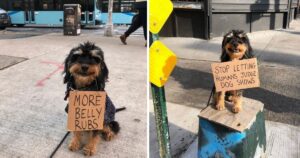 cane tiene dei cartelli di protesta