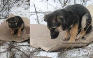 Cucciolo di cane ha come casa un pezzo di cartone sulla neve